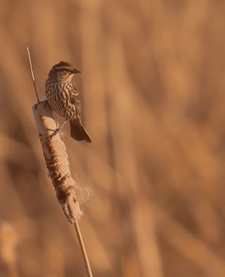 About Prairie Web Maintenance alt text